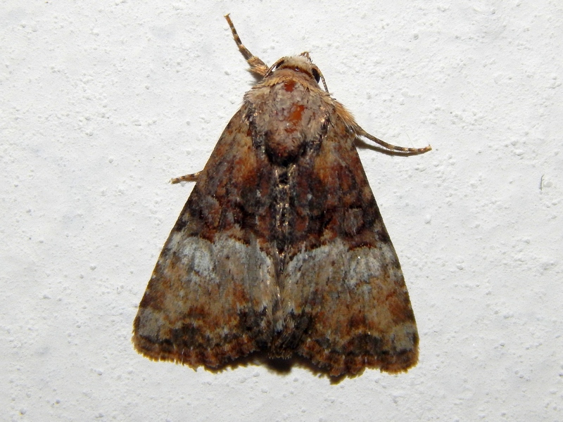 Noctuidae da ID - Cfr. Litoligia literosa